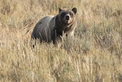 Hiker Attacked by Bear in Wilderness Area Transported to Hospital