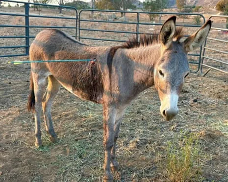 Burro Recovering After Latest Arrow Attack on Free-Roaming Asses in California
