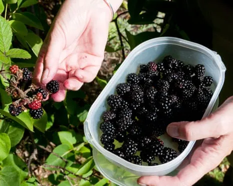 Seeking: Tasty Bakes to Make Use Of a Surplus of House-Made Jam
