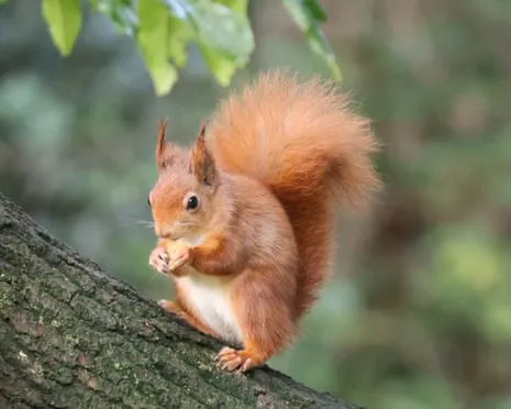 Isle of Wight Squirrels Thriving on the Island with Possibility to Almost Increase Twofold, Findings Shows