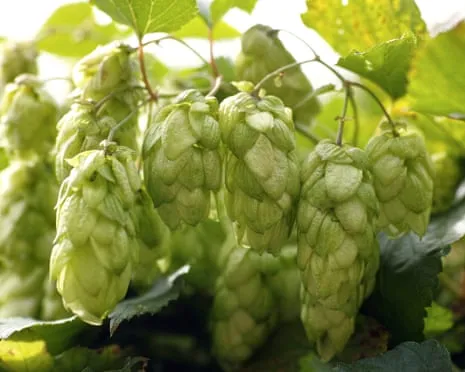 Craft Your Own Brewing Corner: Cultivating Hops Is Simple and Rewarding