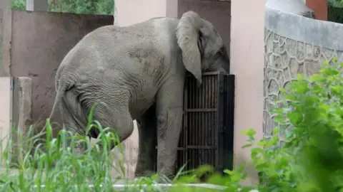 Isolated Existence and Death of Delhi’s Lone African Elephant