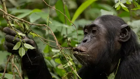 Wild Chimps Ingesting the Equivalent of a Beer Per Day from Ripe Fruits, Study Reveals