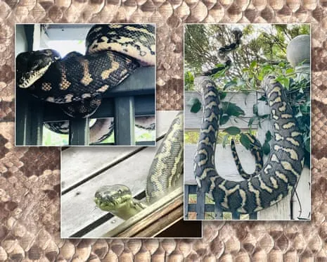 Accepting my Reptiles in the Overhead Space: An Evolution from Anxiety to Respect