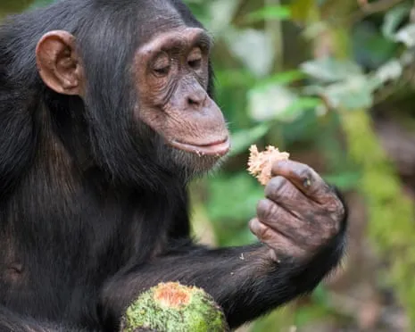 Wild Chimps Drink Daily Alcohol Equivalent to a Pint from Fermented Figs