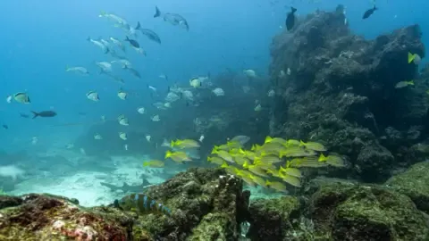 Landmark Oceans Pact Hits Vital Milestone to Enter into Force